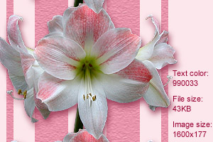 amaryllis1