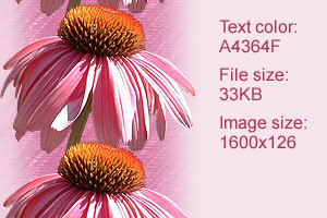 coneflower1