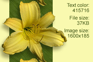 daylily3