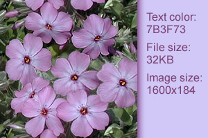 phlox1