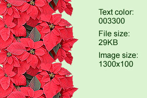 poinsettia1