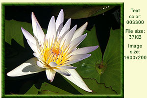 waterlily3